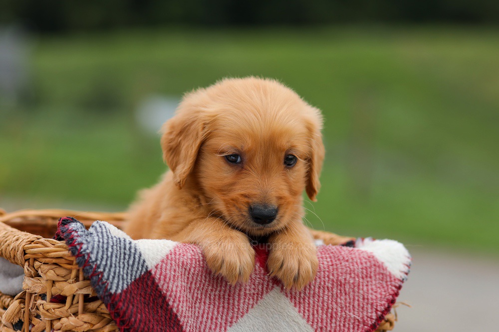 Danny Image of Danny, a Golden Retriever puppy