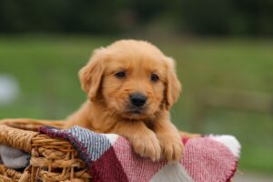 Image of Danny, a Golden Retriever puppy