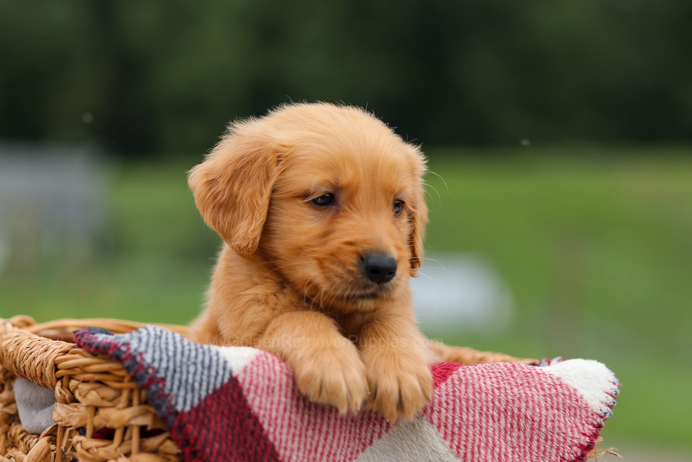 Danny Image of Danny, a Golden Retriever puppy