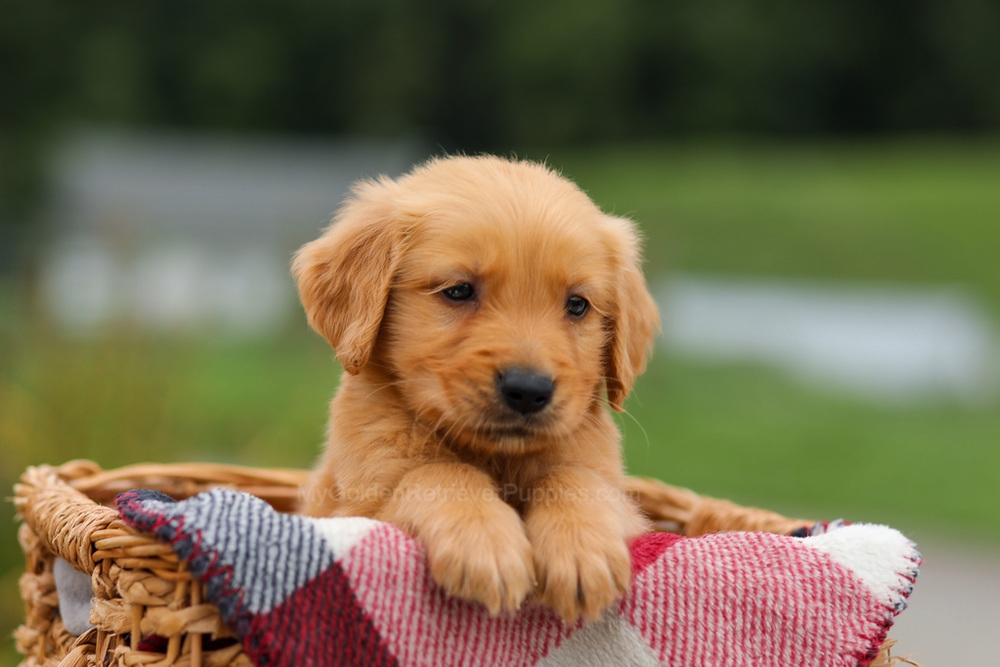 Danny Image of Danny, a Golden Retriever puppy
