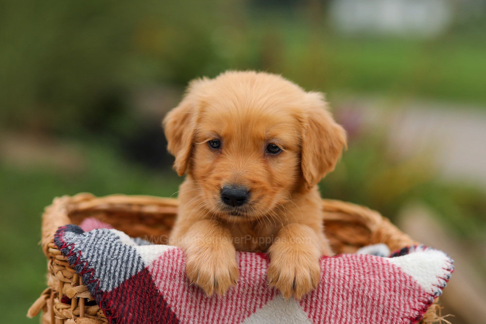 Danny Image of Danny, a Golden Retriever puppy