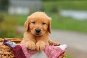 Image of Denver, a Golden Retriever puppy