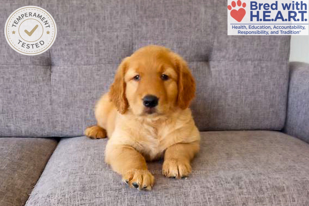 Domino Image of Domino, a Golden Retriever puppy