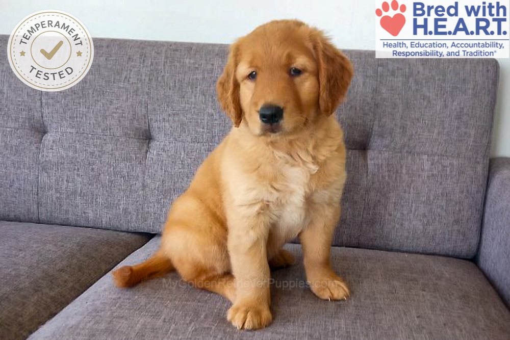 Domino Image of Domino, a Golden Retriever puppy