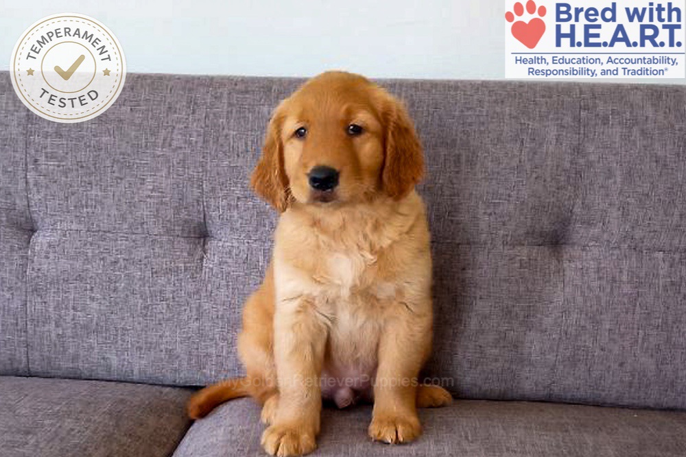 Domino Image of Domino, a Golden Retriever puppy