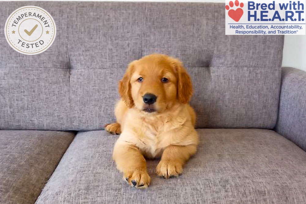 Domino Image of Domino, a Golden Retriever puppy