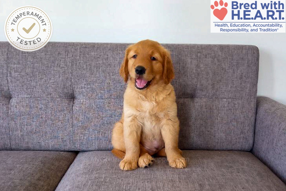 Domino Image of Domino, a Golden Retriever puppy