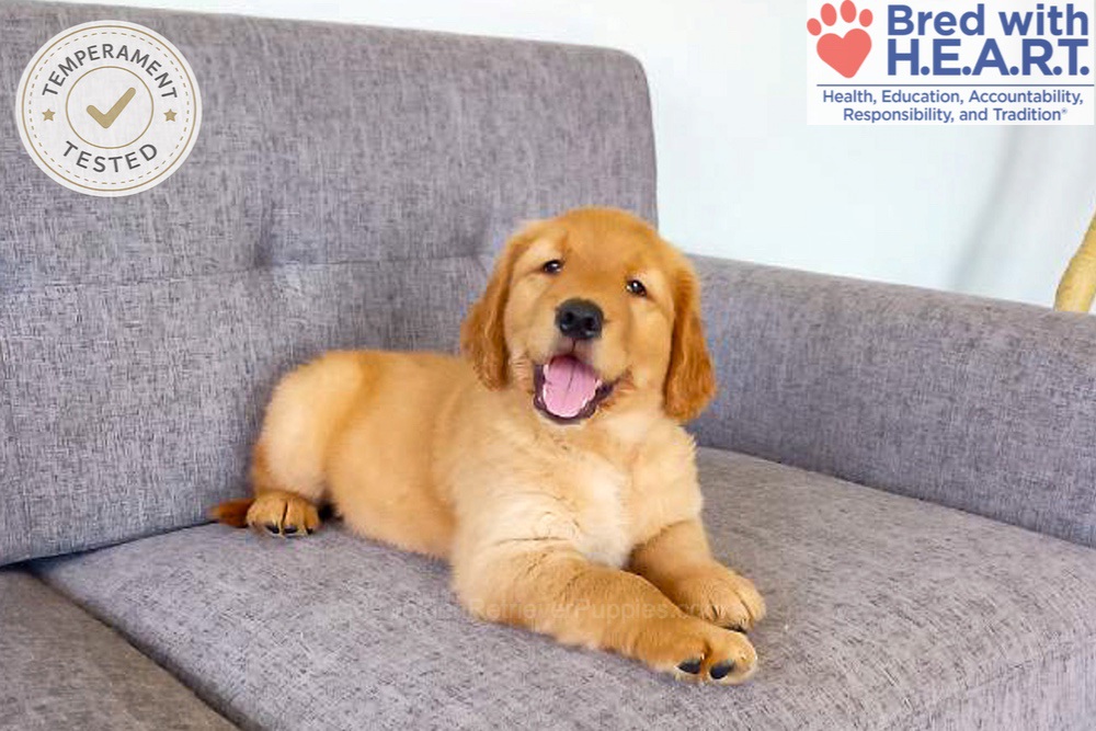 Domino Image of Domino, a Golden Retriever puppy