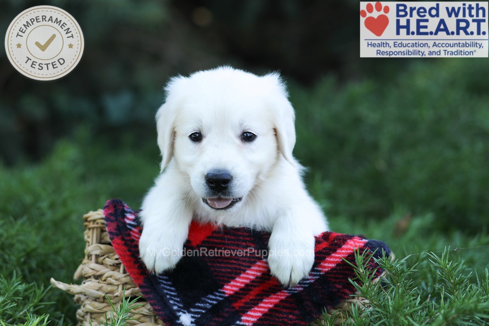 Eaton Image of Eaton, a Golden Retriever puppy