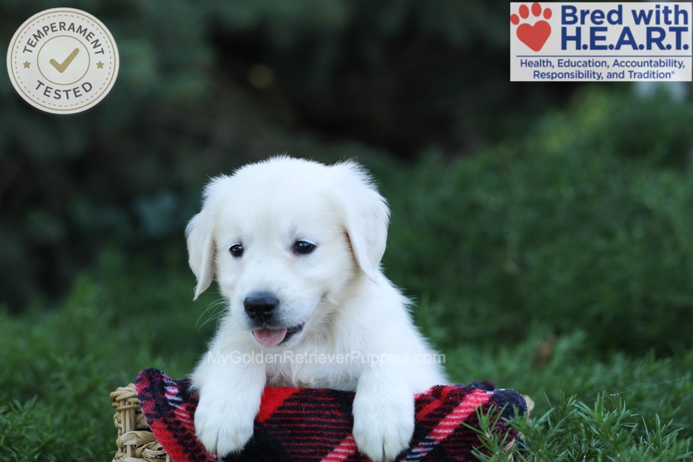 Eaton Image of Eaton, a Golden Retriever puppy