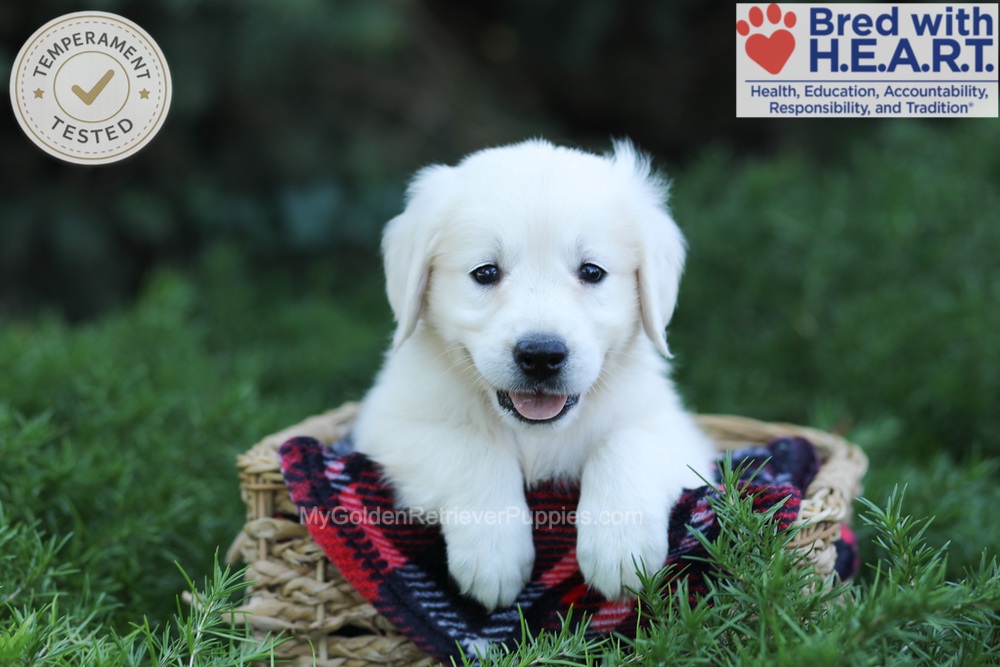 Eaton Image of Eaton, a Golden Retriever puppy