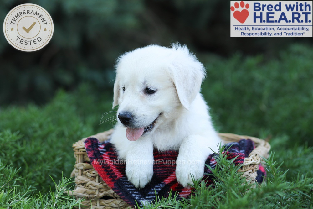 Eaton Image of Eaton, a Golden Retriever puppy