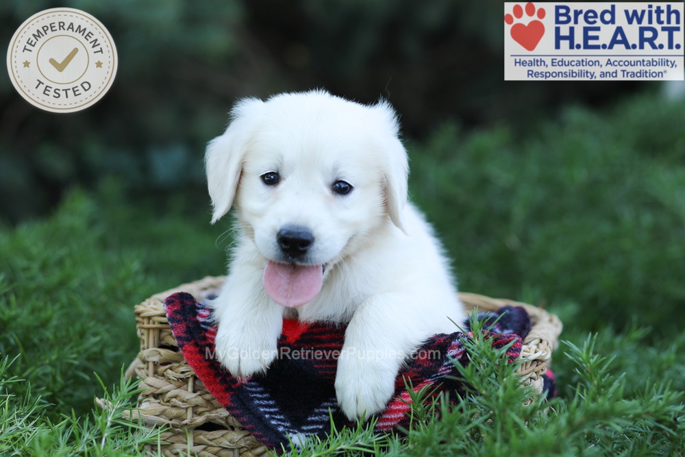Eaton Image of Eaton, a Golden Retriever puppy
