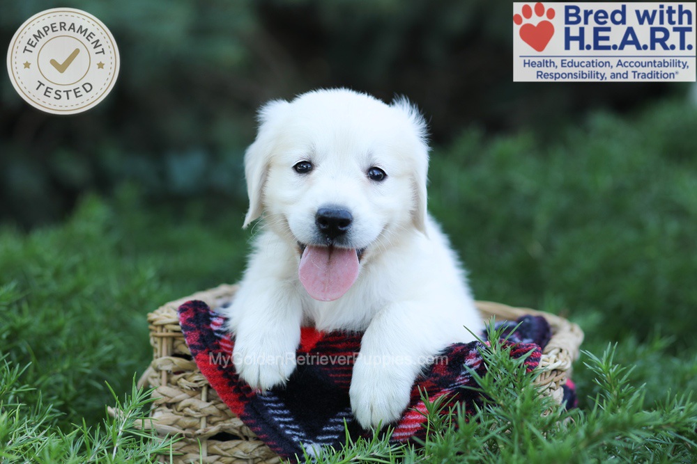 Eaton Image of Eaton, a Golden Retriever puppy