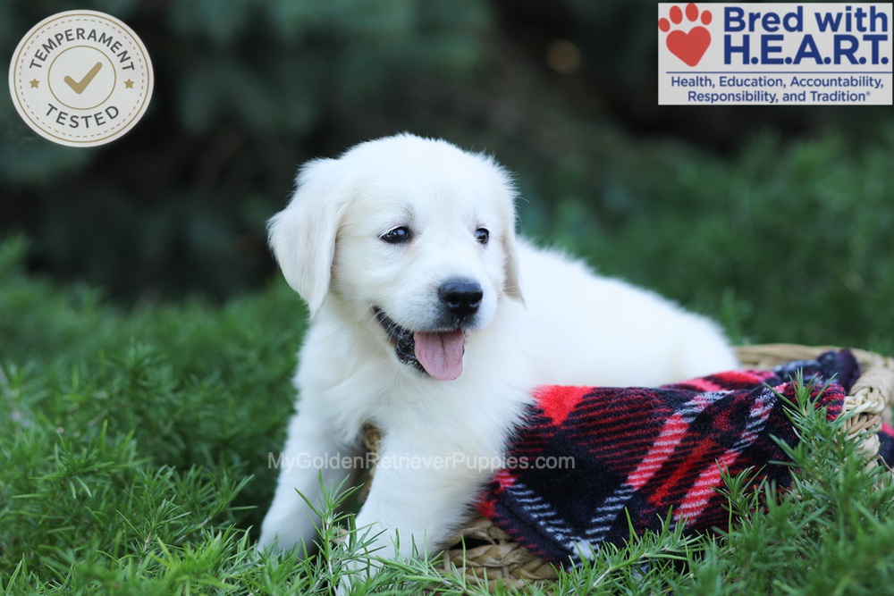 Eaton Image of Eaton, a Golden Retriever puppy