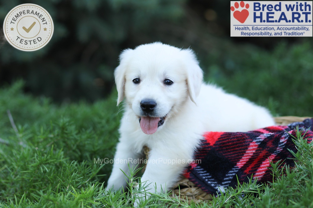 Eaton Image of Eaton, a Golden Retriever puppy