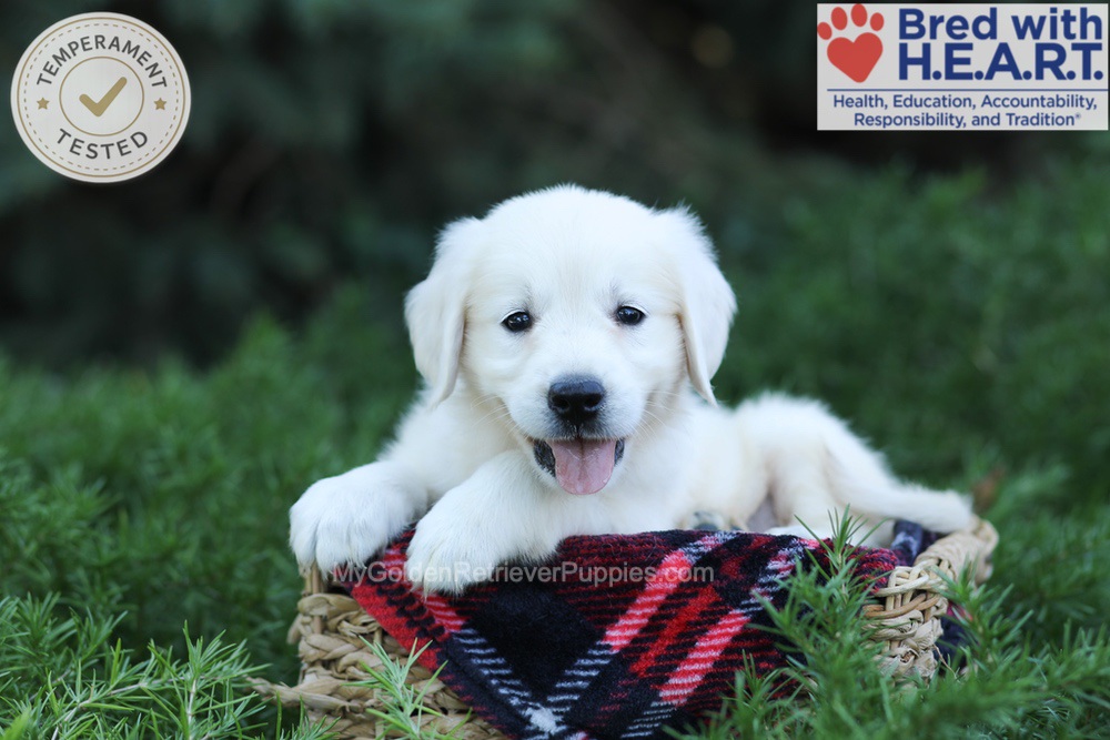 Eaton Image of Eaton, a Golden Retriever puppy