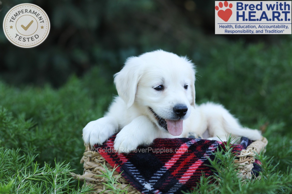 Eaton Image of Eaton, a Golden Retriever puppy