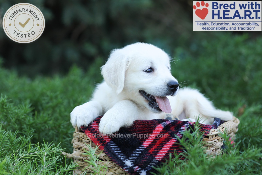 Eaton Image of Eaton, a Golden Retriever puppy