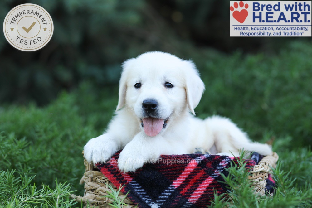 Eaton Image of Eaton, a Golden Retriever puppy