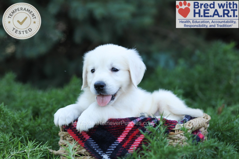Eaton Image of Eaton, a Golden Retriever puppy