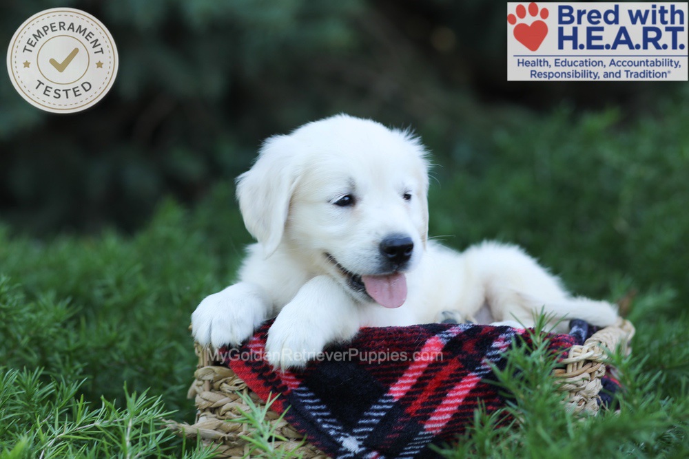 Eaton Image of Eaton, a Golden Retriever puppy