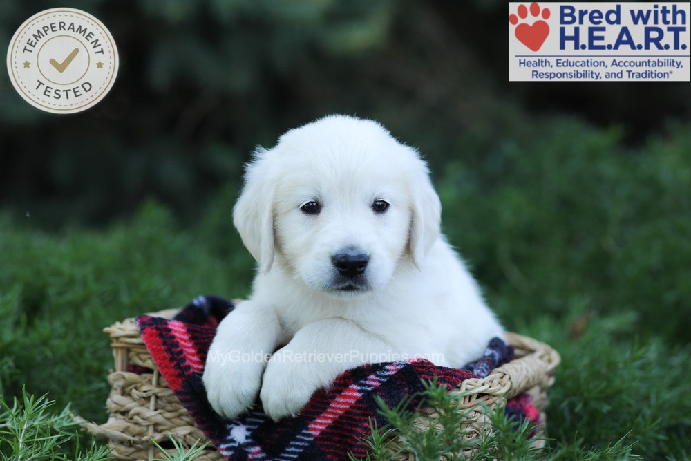 Edgar Image of Edgar, a Golden Retriever puppy