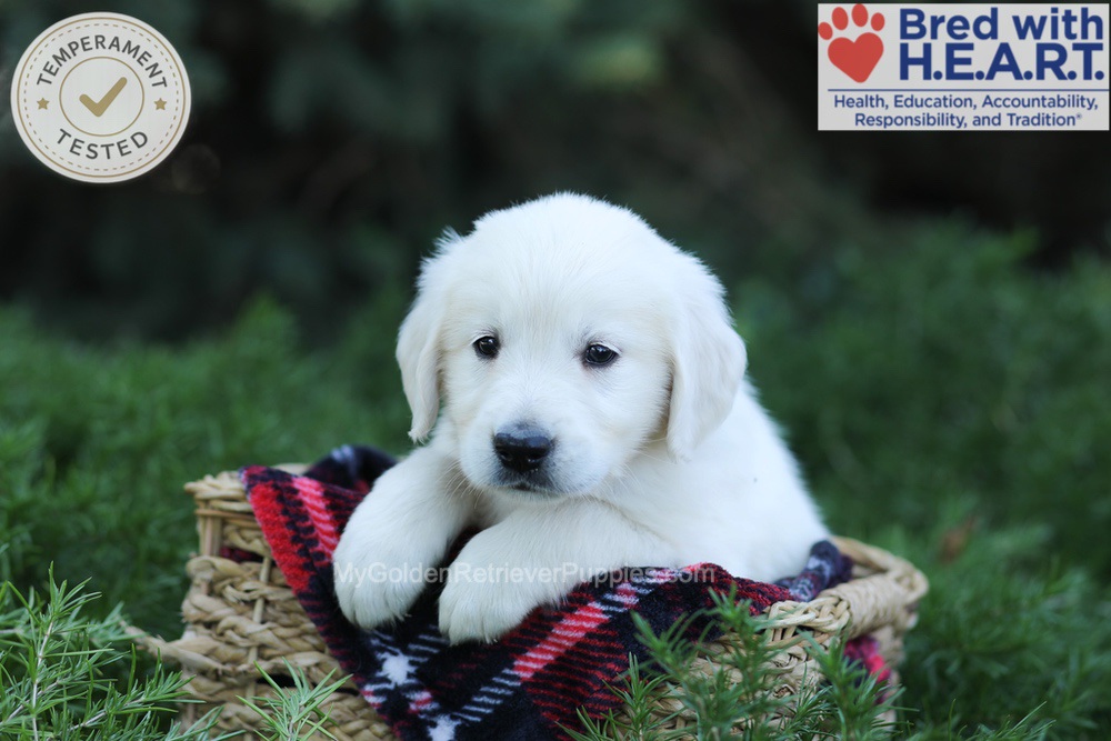 Edgar Image of Edgar, a Golden Retriever puppy