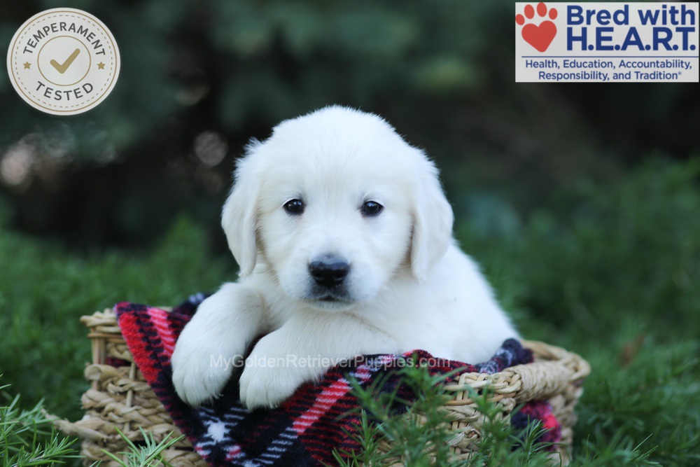 Edgar Image of Edgar, a Golden Retriever puppy