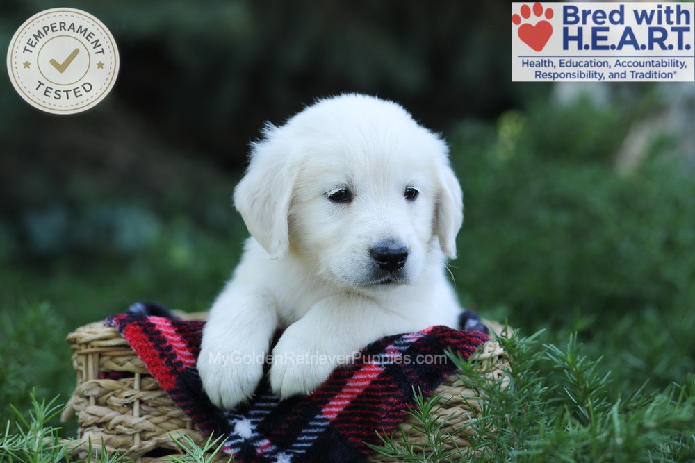 Edgar Image of Edgar, a Golden Retriever puppy