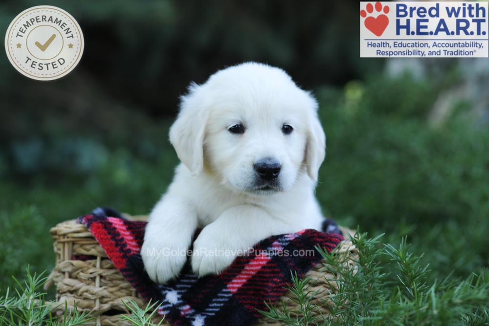 Edgar Image of Edgar, a Golden Retriever puppy
