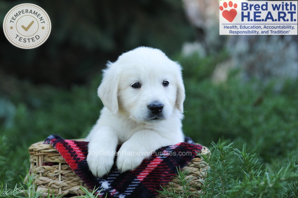 Edgar Image of Edgar, a Golden Retriever puppy