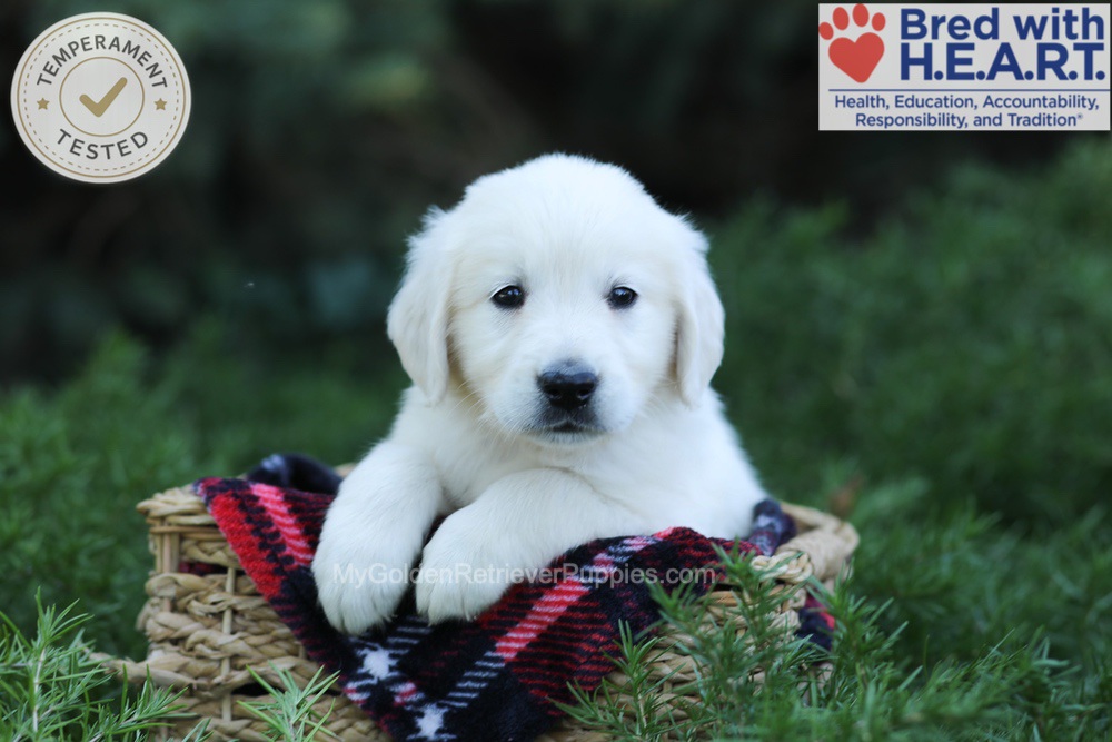 Edgar Image of Edgar, a Golden Retriever puppy