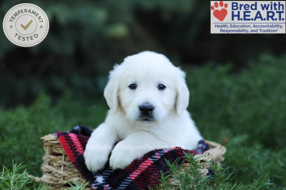 Edgar Image of Edgar, a Golden Retriever puppy
