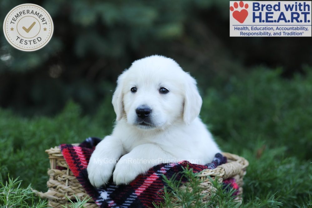 Edgar Image of Edgar, a Golden Retriever puppy