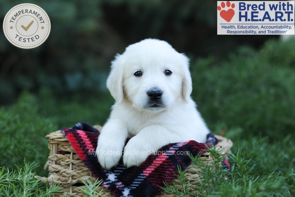 Edgar Image of Edgar, a Golden Retriever puppy