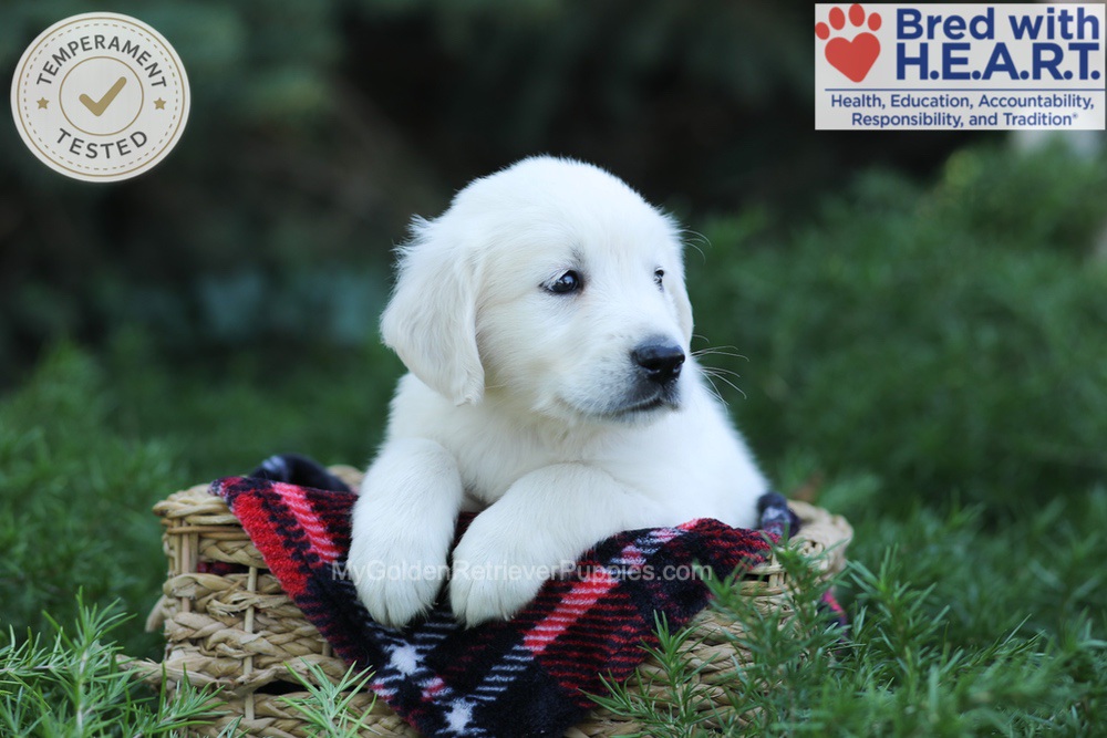 Edgar Image of Edgar, a Golden Retriever puppy