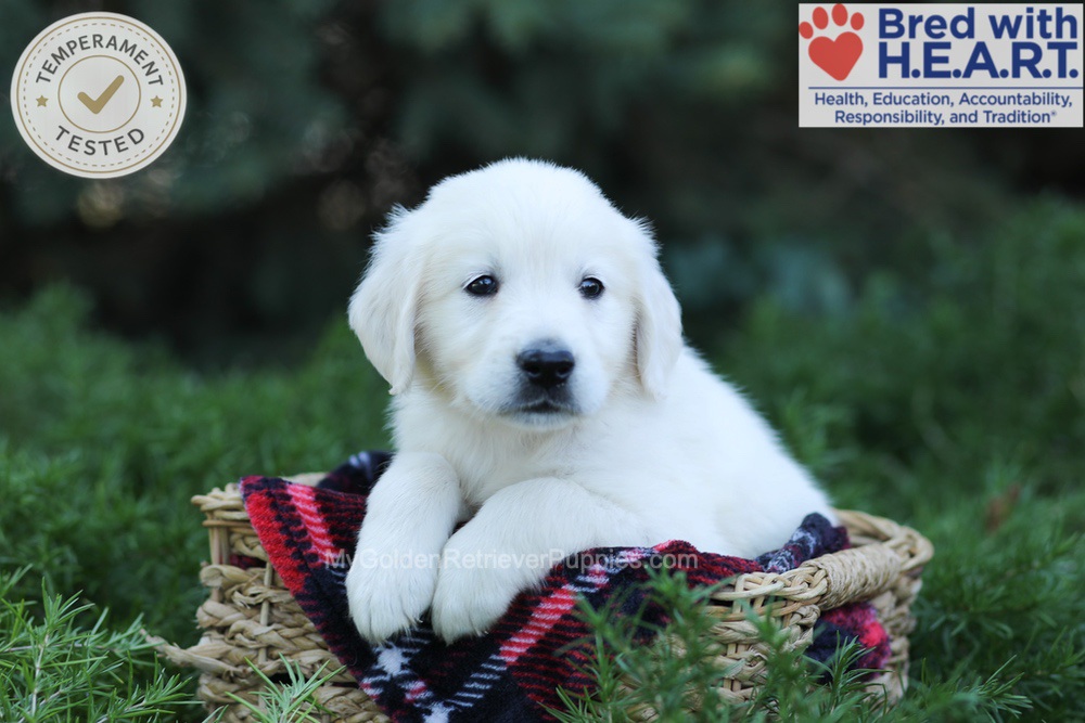 Edgar Image of Edgar, a Golden Retriever puppy