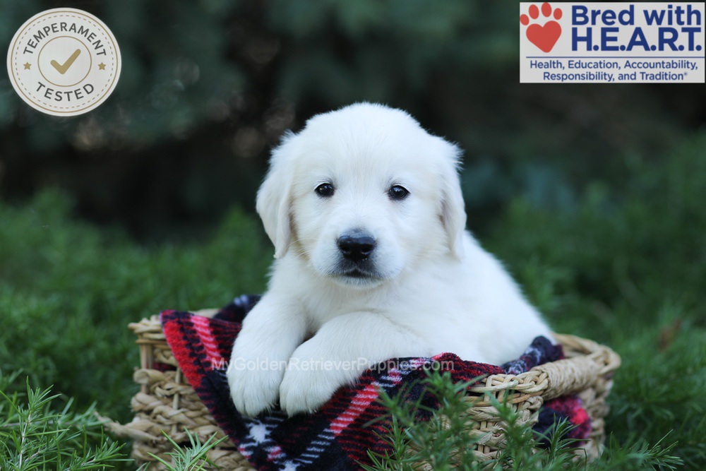 Edgar Image of Edgar, a Golden Retriever puppy
