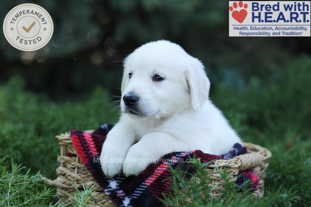 Edgar Image of Edgar, a Golden Retriever puppy