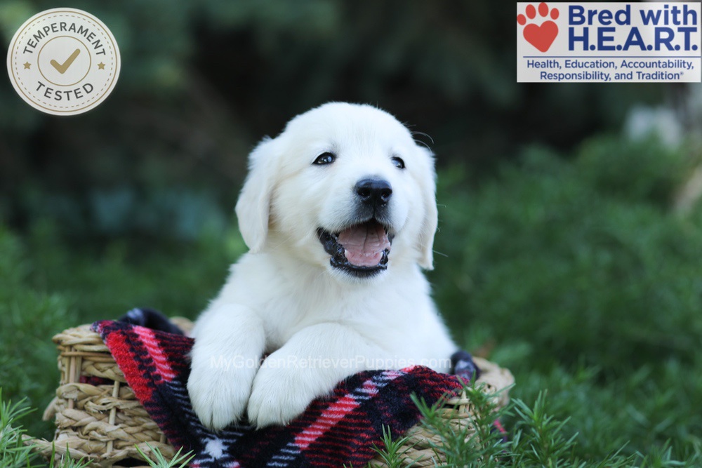 Edgar Image of Edgar, a Golden Retriever puppy