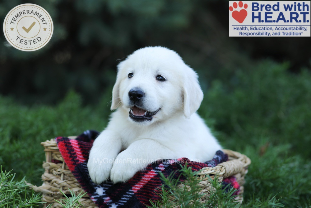 Edgar Image of Edgar, a Golden Retriever puppy