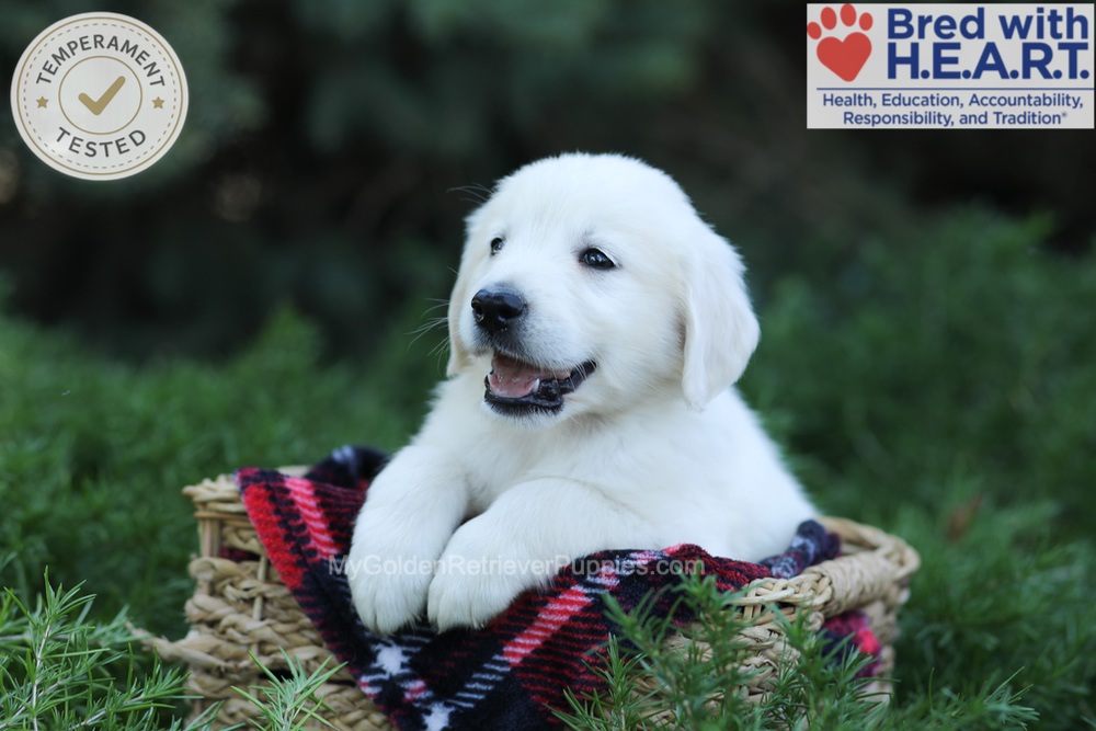 Edgar Image of Edgar, a Golden Retriever puppy