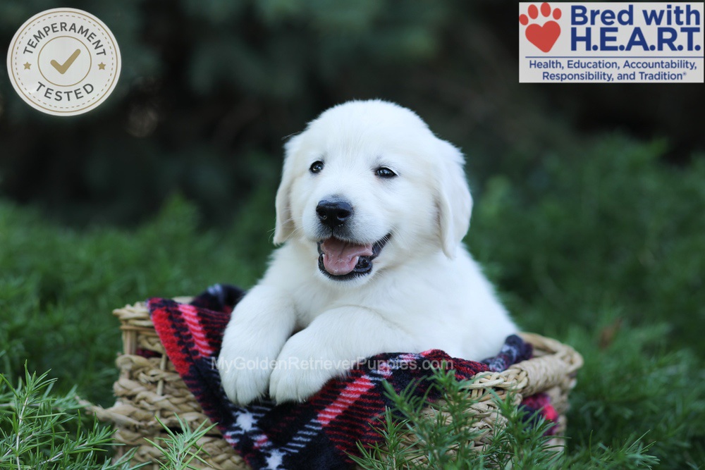 Edgar Image of Edgar, a Golden Retriever puppy