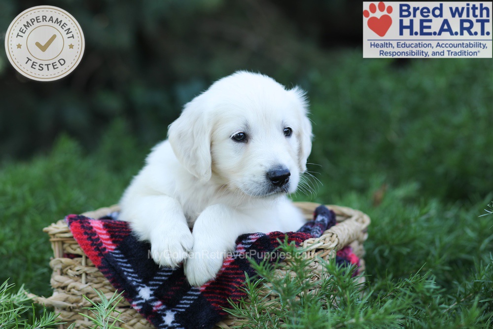 Earnest Image of Earnest, a Golden Retriever puppy