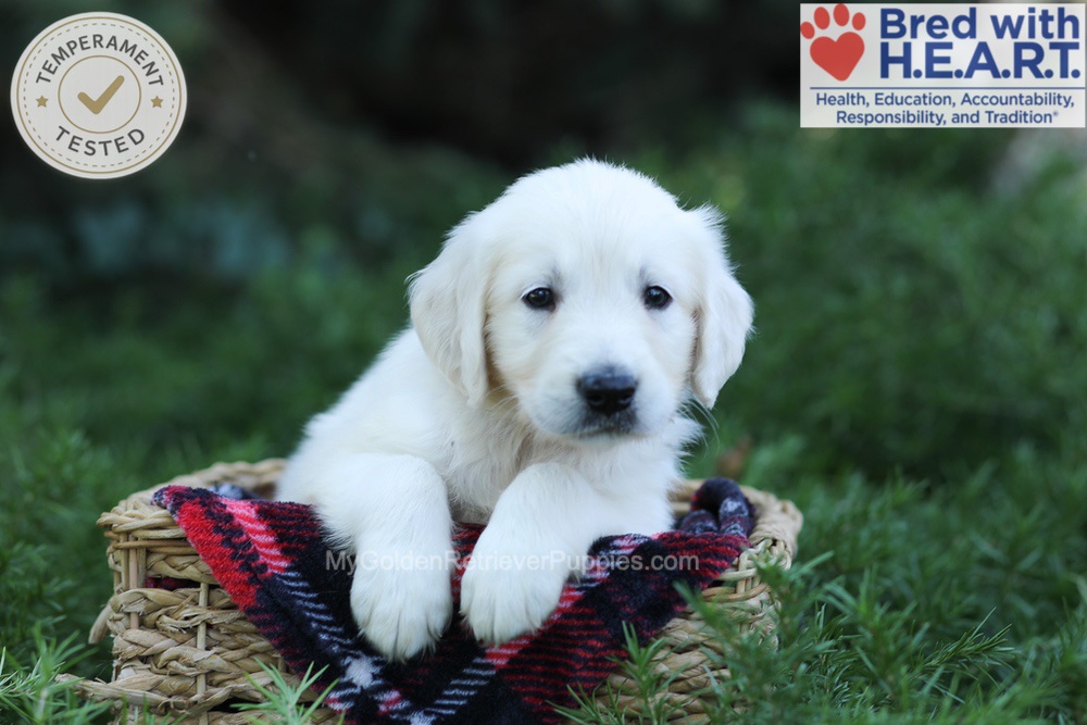 Earnest Image of Earnest, a Golden Retriever puppy