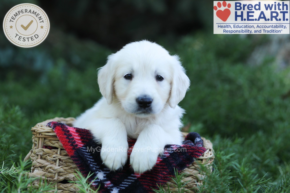 Earnest Image of Earnest, a Golden Retriever puppy