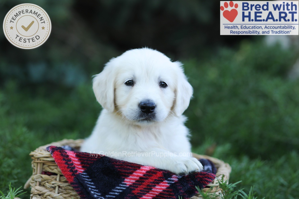 Earnest Image of Earnest, a Golden Retriever puppy