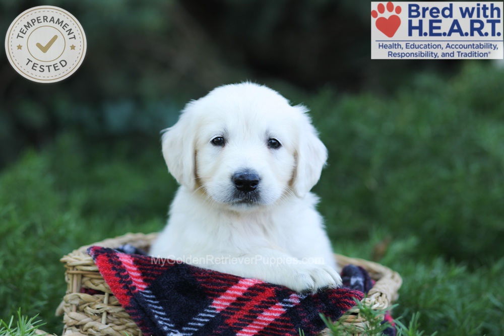 Earnest Image of Earnest, a Golden Retriever puppy