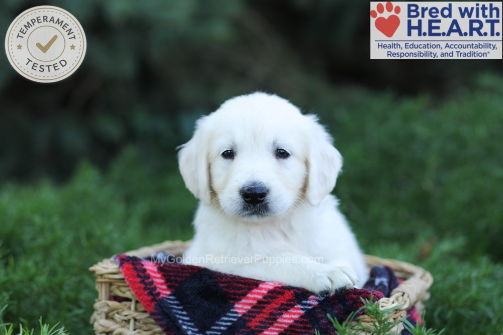 Earnest Image of Earnest, a Golden Retriever puppy
